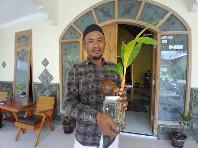 Gagal Berangkat ke Malaysia, Warga Madiun Sukses Kembangkan Bonsai Kelapa