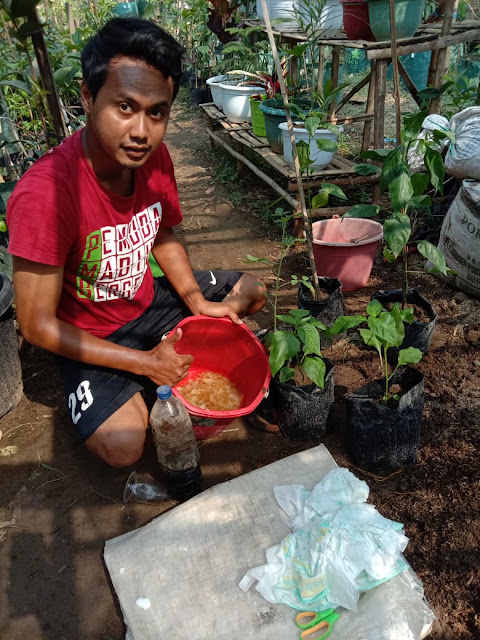 Pemuda Madiun Sulap Popok Bayi menjadi Pupuk dan Media Tanam