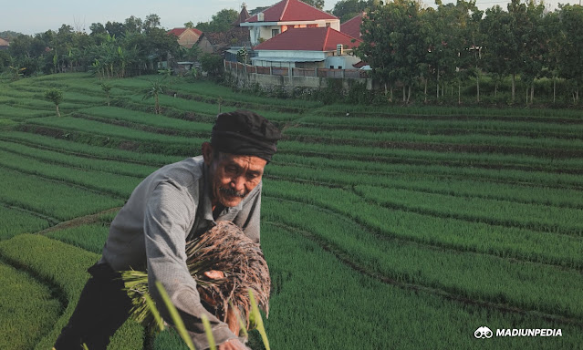 Susahnya Jadi Petani, Pupuk Dikorupsi Harga Jual Merugi